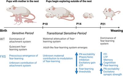From circuits to behavior: Amygdala dysfunction in fragile X syndrome